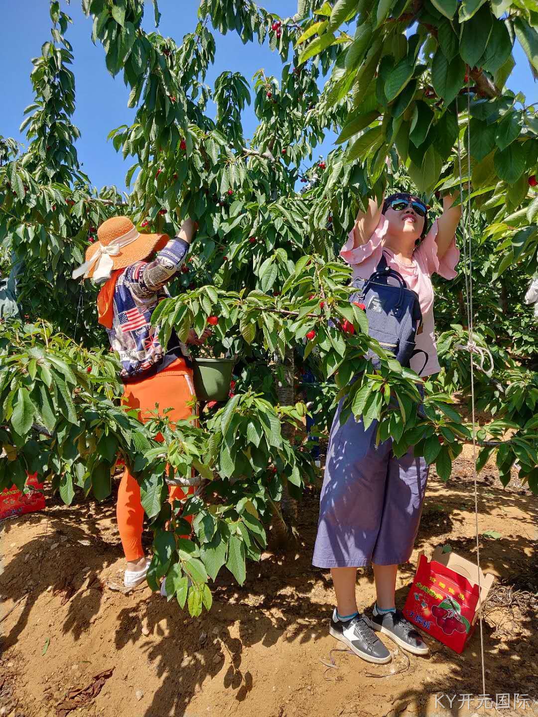 2019年樱桃采摘活动报道