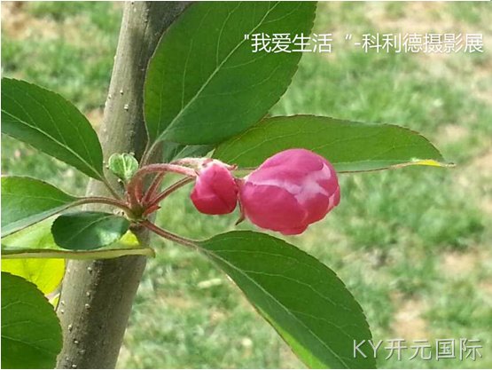 成都KY开元国际化工科技开发有限公司